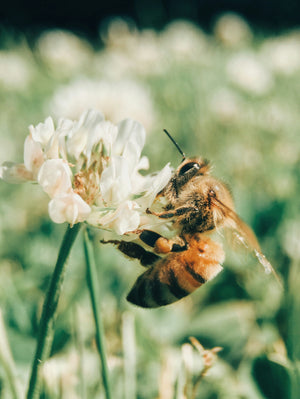 World Bee Day: Small Things That Make a Big Difference